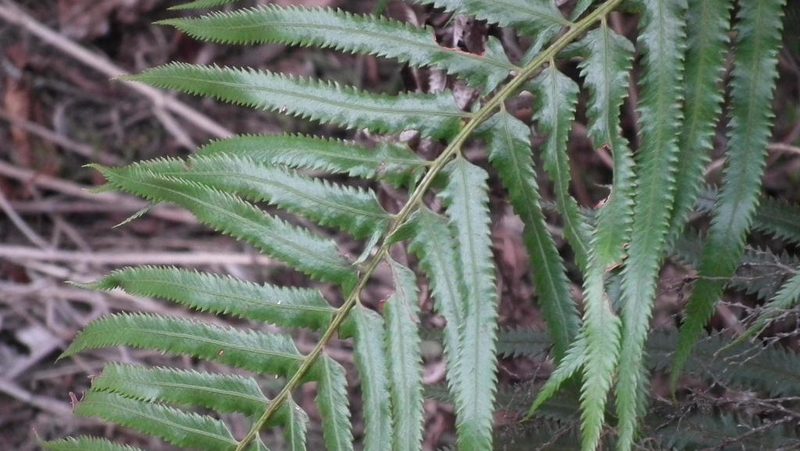Polystichum macleae, photographed by Shaun Swanepoel