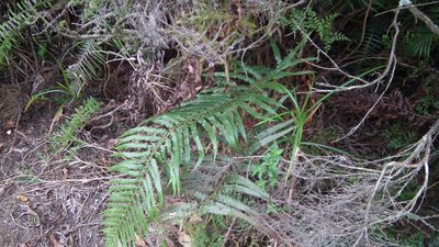 Polystichum macleae, photographed by Shaun Swanepoel