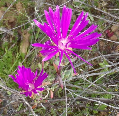 Lampranthus haworthii, photographed by Nicola van Berkel
