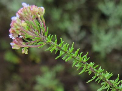 Tetraselago wilmsii, photographed by Peter Warren