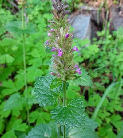 Agastache breviflora, photographed by Andrew Tree