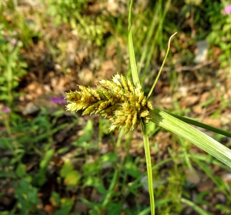 Cyperus fendlerianus, photographed by Andrew Tree
