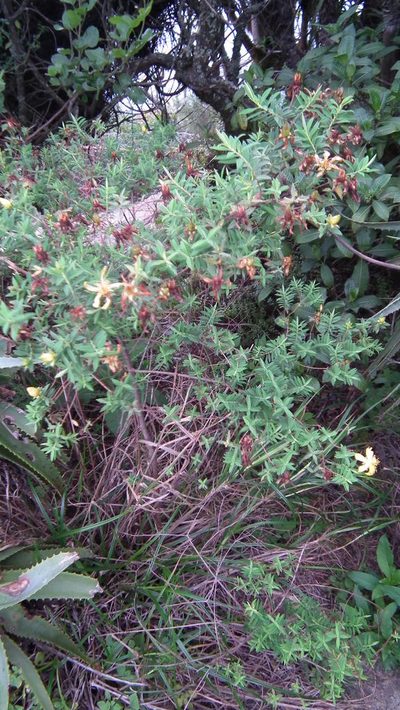 Hypericum revolutum, photographed by Shaun Swanepoel