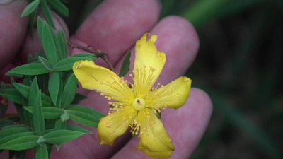 Hypericum revolutum, photographed by Shaun Swanepoel