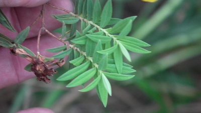 Hypericum revolutum, photographed by Shaun Swanepoel