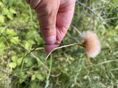 Eriophorum virginicum, photographed by Mary E. Macaulay, P.Eng.