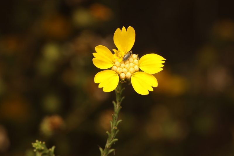 Holocarpha obconica, photographed by Nicholas Wei