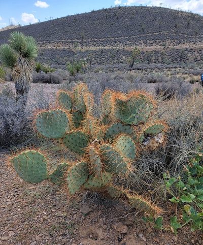 Opuntia curvispina, photographed by Michelle Cloud-Hughes