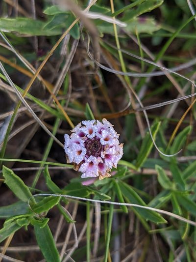 Phyla cuneifolia, photographed by Alaina Krakowiak