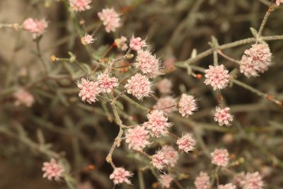 Eriogonum angulosum, photographed by Nicholas Wei