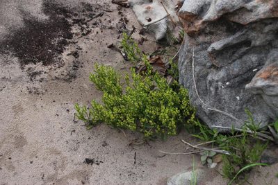 Adenocline pauciflora, photographed by Tony Rebelo
