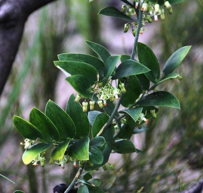 Asparagus ovatus, photographed by Tony Rebelo