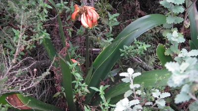 Clivia caulescens, photographed by Shaun Swanepoel
