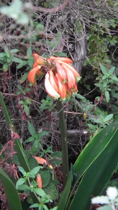 Clivia caulescens, photographed by Shaun Swanepoel