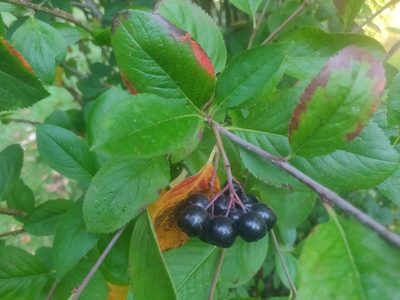 Aronia melanocarpa, photographed by Morten Rosenvold Villadsen