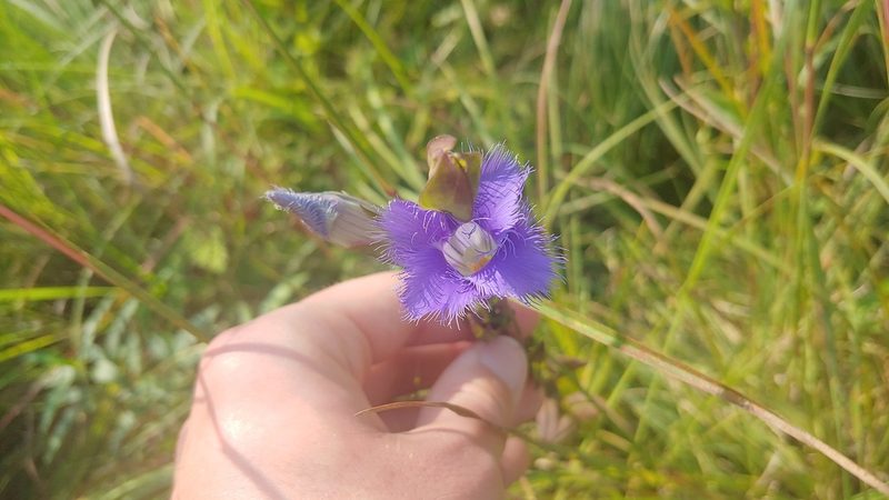 Gentianopsis crinita, photographed by Ryan Sorrells