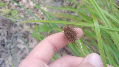 Carex squarrosa, photographed by Ryan Sorrells