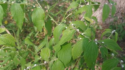 Lithospermum latifolium, photographed by Ryan Sorrells