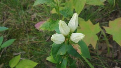 Gentiana alba, photographed by Ryan Sorrells