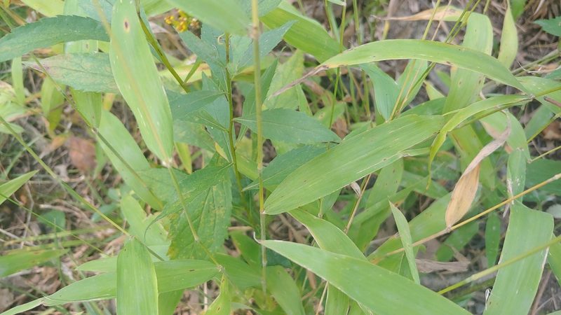 Brachyelytrum erectum, photographed by Ryan Sorrells