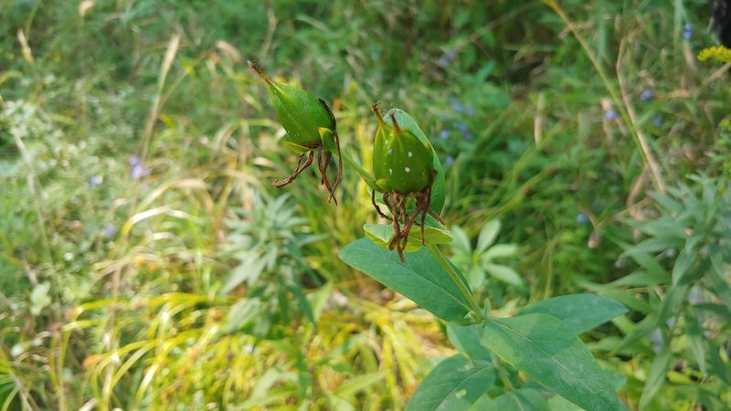 Hypericum ascyron, photographed by Ryan Sorrells