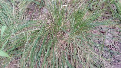 Carex bromoides, photographed by Ryan Sorrells