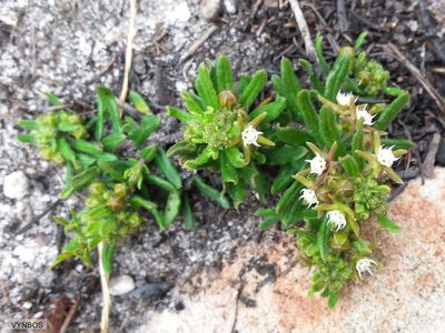 Aspidoglossum heterophyllum, photographed by Chris Vynbos