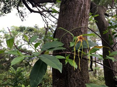 Strophanthus divaricatus, photographed by Yj