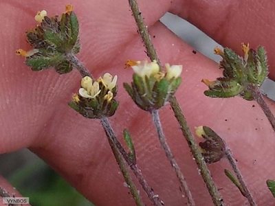 Phyllopodium cordatum, photographed by Chris Vynbos