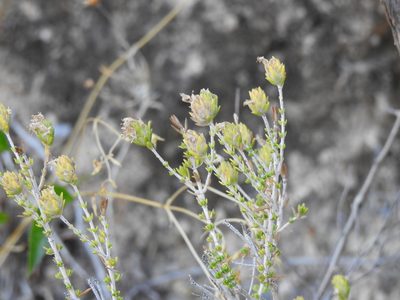 Thymbra capitata, photographed by Duarte Frade