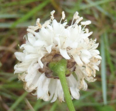 Cephalaria humilis, photographed by Nicola van Berkel