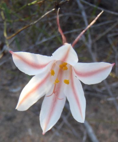 Cyrtanthus smithiae, photographed by Nicola van Berkel