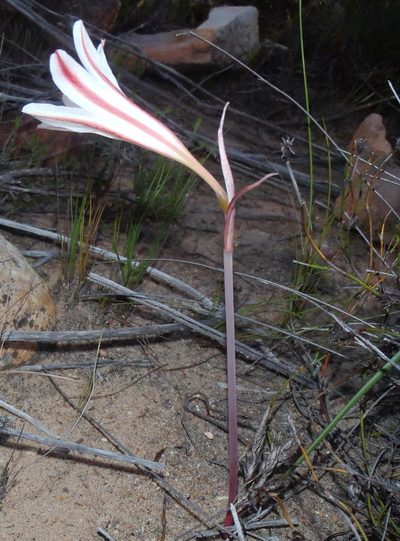Cyrtanthus smithiae, photographed by Nicola van Berkel