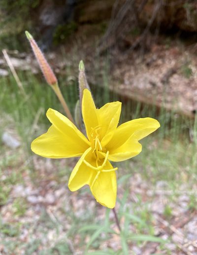 Oenothera longissima, photographed by Patrick Cox