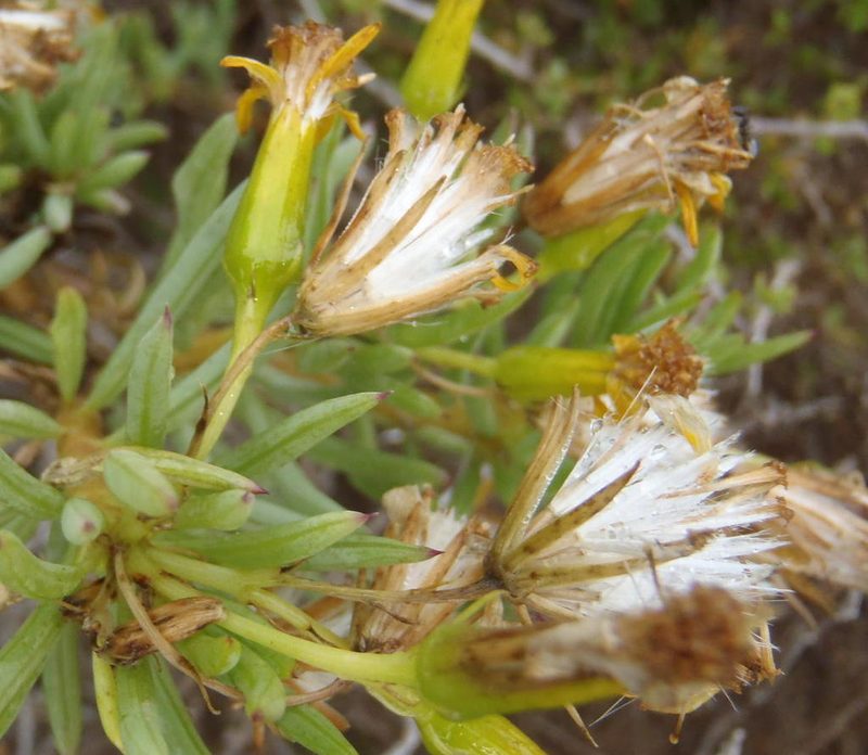 Senecio cotyledonis, photographed by Nicola van Berkel