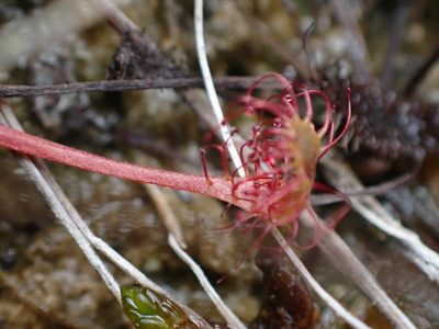 Drosera anglica, photographed by Mary Krieger