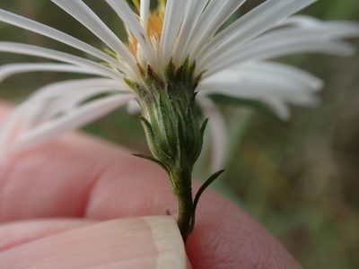 Symphyotrichum boreale, photographed by Mary Krieger