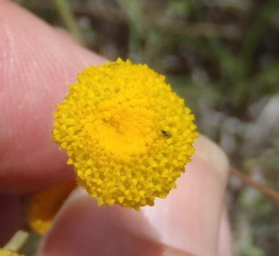 Pentzia quinquefida, photographed by Nicola van Berkel