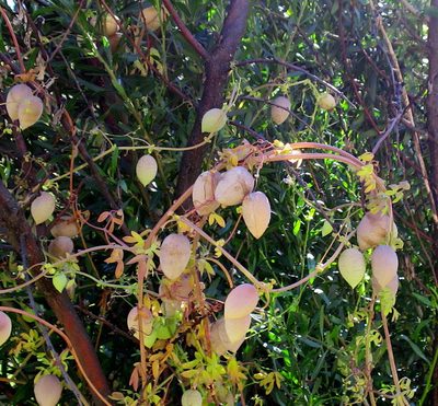 Cysticapnos vesicaria, photographed by Di Turner