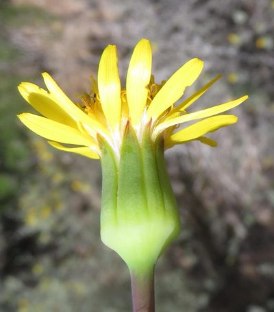 Senecio abbreviatus, photographed by Nicola van Berkel