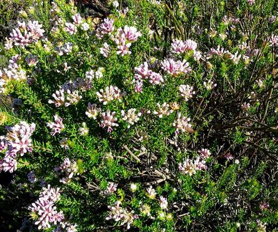 Phylica lachneaeoides, photographed by Di Turner