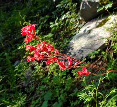 Heuchera sanguinea, photographed by Andrew Tree