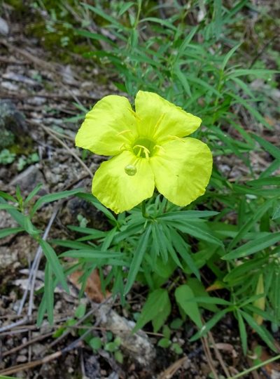 Oenothera toumeyi, photographed by Andrew Tree