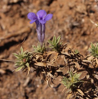 Aptosimum albomarginatum, photographed by Robert Taylor