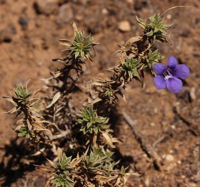 Aptosimum albomarginatum, photographed by Robert Taylor