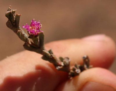 Ruschia calcarea, photographed by Robert Taylor