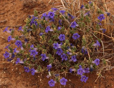 Aptosimum albomarginatum, photographed by Robert Taylor