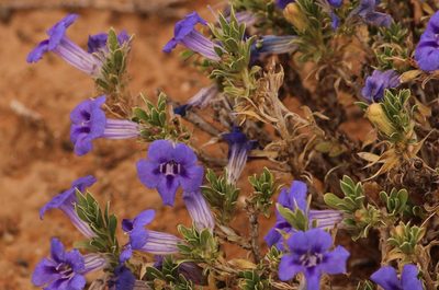 Aptosimum albomarginatum, photographed by Robert Taylor