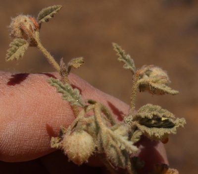 Hermannia comosa, photographed by Robert Taylor