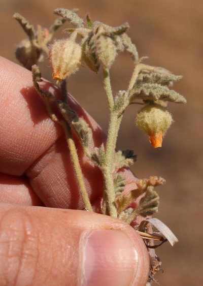 Hermannia comosa, photographed by Robert Taylor